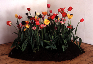 tulip mound